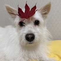 Thumbnail photo of Milo #3