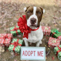 Thumbnail photo of Wells #1