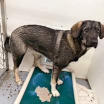 Thumbnail photo of Halona #1