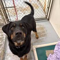 Thumbnail photo of Pandora #2