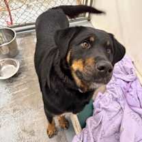 Thumbnail photo of Pandora #3