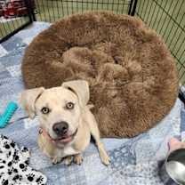 Thumbnail photo of Snoopy Butterbean #2