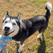 Thumbnail photo of Freddy #2