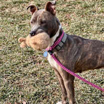 Thumbnail photo of *Shannon* #1