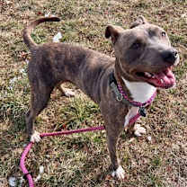 Thumbnail photo of *Shannon* #2