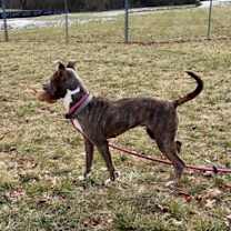 Thumbnail photo of *Shannon* #3