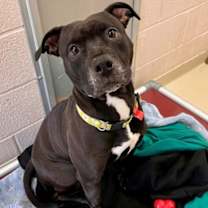 Thumbnail photo of KIBA #1