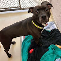 Thumbnail photo of KIBA #2