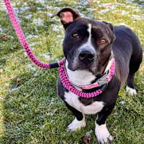 Thumbnail photo of *Vega* #1