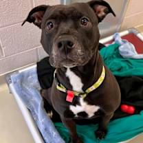 Thumbnail photo of KIBA #3