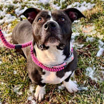 Thumbnail photo of *Vega* #2