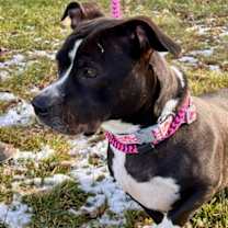 Thumbnail photo of *Vega* #3