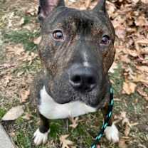 Thumbnail photo of Mickey (Honzel) #1