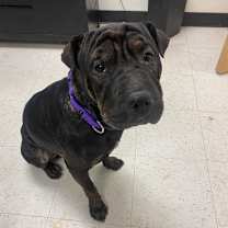 Thumbnail photo of Jack #1