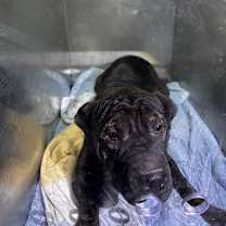 Thumbnail photo of Jack #2