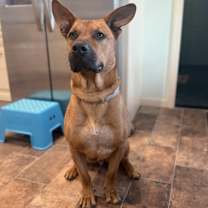 Thumbnail photo of Chief #1