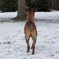 Thumbnail photo of Chief #2