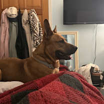 Thumbnail photo of Chief #3