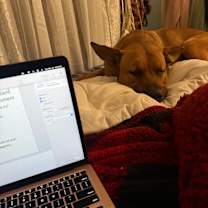 Thumbnail photo of Chief #4