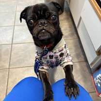 Thumbnail photo of OZZY #2