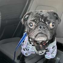 Thumbnail photo of OZZY #4