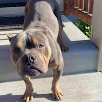 Thumbnail photo of Coco #1