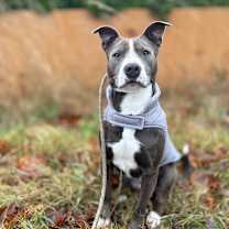 Thumbnail photo of Puppy #3