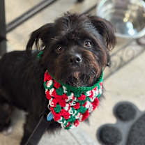 Thumbnail photo of Yogi (Black) Bear #1