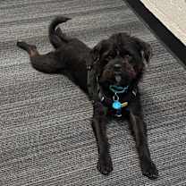 Thumbnail photo of Yogi (Black) Bear #2