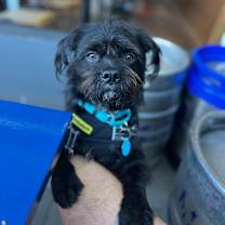 Thumbnail photo of Yogi (Black) Bear #3