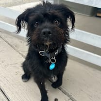 Thumbnail photo of Yogi (Black) Bear #4