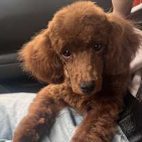 Thumbnail photo of Alfie #1