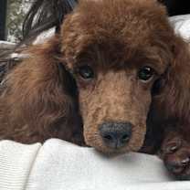 Thumbnail photo of Alfie #2