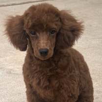 Thumbnail photo of Alfie #3