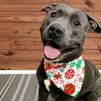 Thumbnail photo of Ziggy #3