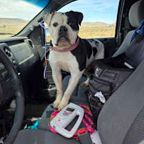 Thumbnail photo of Goose #3