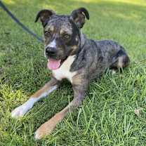 Thumbnail photo of Chai #1