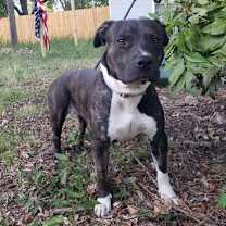 Thumbnail photo of Maximus #1