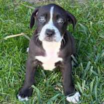 Thumbnail photo of Zuri #1