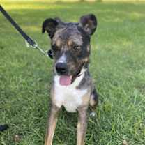 Thumbnail photo of Chai #2