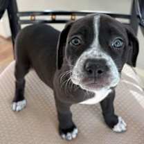 Thumbnail photo of Zuri #2