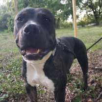 Thumbnail photo of Maximus #3