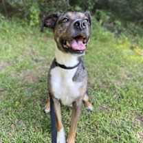 Thumbnail photo of Chai #3