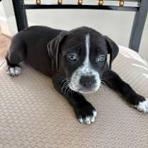 Thumbnail photo of Zuri #3