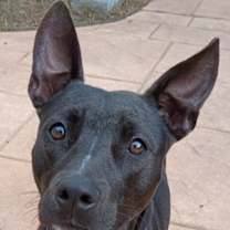 Thumbnail photo of Minnie #1