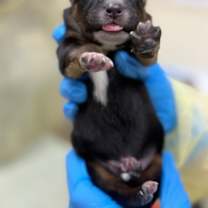 Thumbnail photo of Bumble #3