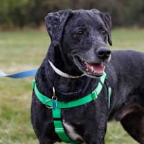 Thumbnail photo of Guapo #1