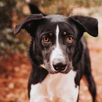 Thumbnail photo of 01347B Peppermint #3