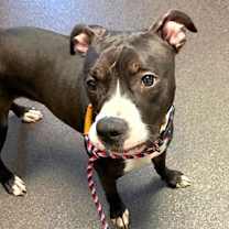 Thumbnail photo of Kringle #1