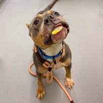 Thumbnail photo of Frog Princess #2